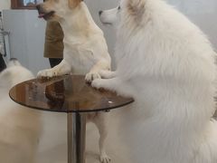 -共舞时光猫咖·狗咖(新街口店)