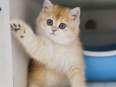-lincat·猫舍(广州店)