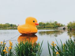 -杭州湾海上花田景区