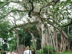 android_upload_pic-瑞丽独树成林风景区