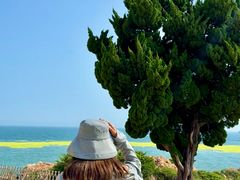 -小麦岛公园