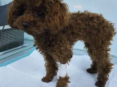 -达爱动物医院·犬猫分区·CT·复杂眼科(远洋山水分院)