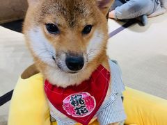 -逗柴咖啡屋·狗咖猫咖宠物桌游