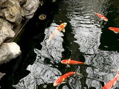 -鲤院·新中式美学·庭院餐厅(夫子庙店)