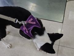 -瑞派福兴宠物医院犬猫全科·骨科·中西医结合(河东店)