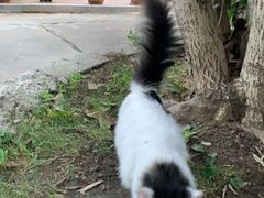 -艾贝尔宠物医院·24H转诊中心·肿瘤猫专科(江宁双龙店)