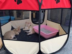 -大海碗·京菜炸酱面(雍和宫店)