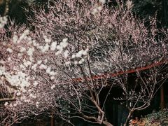 -杭州植物园