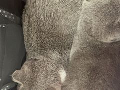 -创凡宠物医院·骨专科  猫科中心(西乡分院)