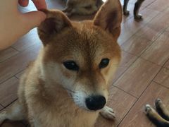 -柴犬高等学院·狗咖·柴犬售卖·宠物训练