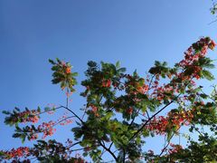 -银湖山郊野公园-相思林