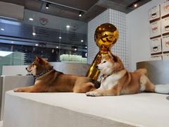 -柴务处·柴犬主题狗咖