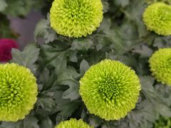 -荷兰花海