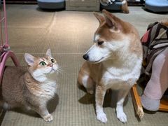 -逗柴咖啡屋·狗咖猫咖宠物桌游