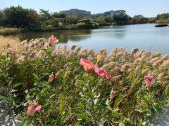 -福田红树林生态公园