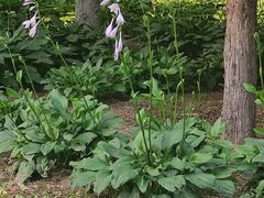 -东升八家郊野公园