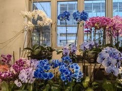 -双季花艺园艺市场(浦东店)