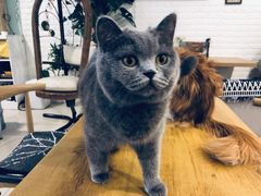 -平行世界·猫咖(首经贸店)