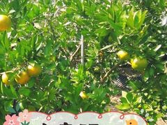 -前小桔亲子创意农场·草莓采摘·露营烧烤