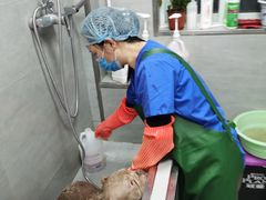-宠福鑫康馨动物医院·骨科·眼科