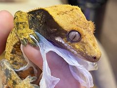 -酷以爬仙阁实体爬宠店·守宫·蜥蜴·专业繁育