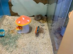 -龟与熊猫宠物公园(南坪店)