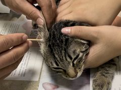 -艾贝尔宠物诊疗