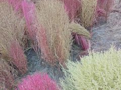 -天津东丽湖风景区