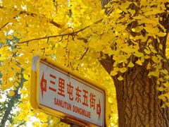 -三里屯东五街银杏大道