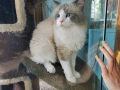 -糯米喵星人总部直营旗舰店·猫舍·幼猫出售