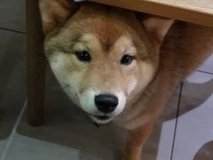 -柴务处·柴犬主题狗咖