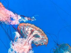 -上海海洋水族馆