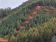 -塞罕坝国家级自然保护区