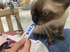 -藏猫猫咖啡主题馆(中央大道店)