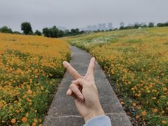 -洋湖国家湿地公园