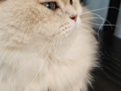 -琪喵猫屋·撸猫猫咖·猫舍