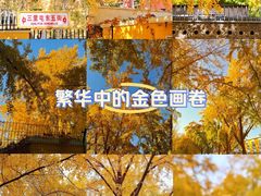 -三里屯东五街银杏大道