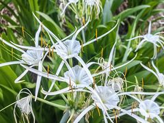 -西双版纳基诺山寨