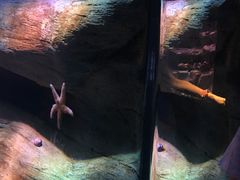 -瑞普利水族馆