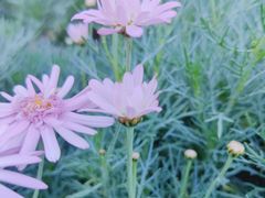 -兰纳泰式spa(古城店)