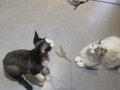 -琪喵猫屋·撸猫猫咖·猫舍