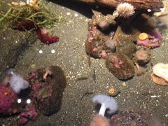 -西雅图水族馆