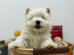 -翊宠yipet猫狗购宠庄园犬舍•猫舍