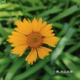 五月的花&初夏的风