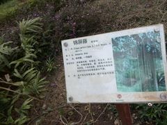 -广西壮族自治区药用植物园