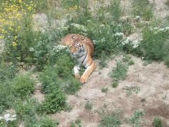 -新疆天山野生动物园