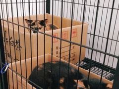 -佳雯宠物医院(金华南路分院)