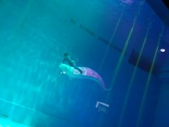 -芜湖新华联大白鲸海洋公园