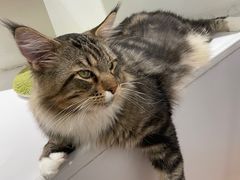 -COLOR PETS 撸猫馆·购猫·猫咖(长风大悦城店)