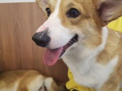 -柯斗斗主题餐厅·狗咖·围炉煮茶·茶饮(国瑞升平里店)